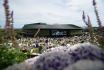 Wimbledon À quelle heure et sur quelle chaîne voir les matchs ce dimanche ?